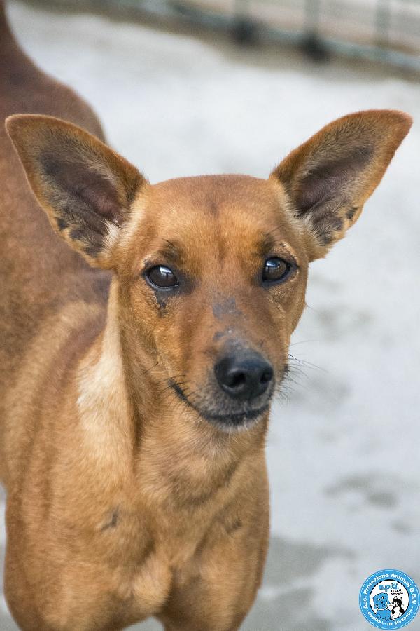 Dea, 5 kg di coraggio e simpatia Foto 4